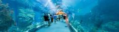 Dubai Aquarium & Underwater Zoo is one of the most striking man-made wonders of Dubai. Being home to thousands of exotic water creatures and animals, it is home to over 140 species.