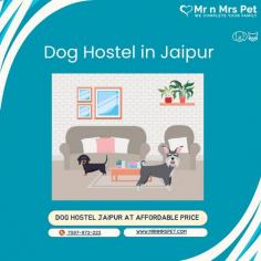 Are you looking for affordable dog boarding services near you in Jaipur? Mr N Mrs Pet specializes in dog boarding services and provides professional pet hostel in Jaipur. For dog boarding services visit our website and book your hostel.
Visit Site : https://www.mrnmrspet.com/dog-hostel-in-jaipur

