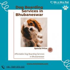 Are you looking for affordable dog boarding services near you in Bhubaneswar? Mr N Mrs Pet specializes in dog boarding services and provides professional pet hostel in Bhubaneswar. For dog boarding services visit our website and book your hostel.
Visit Site : https://www.mrnmrspet.com/dog-hostel-in-bhubaneswar
