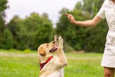 Best Dog Training in Raipur | Behaviour & Toilet Trainer	

Discover Mr n Mrs Pet dog training in Raipur, from dog obedience and behavior refinement to guard training and puppy toilet essentials. Entrust your loved ones to the experts, ensuring well-behaved, confident companions. Contact us today for a better experience.

View Site: https://www.mrnmrspet.com/dogs-training-in-raipur

