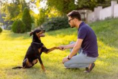 Best Dog Training in Mysore | Behaviour & Toilet Trainer	

Discover Mr n Mrs Pet dog training in Mysore, from dog obedience and behavior refinement to guard training and puppy toilet essentials. Entrust your loved ones to the experts, ensuring well-behaved, confident companions. Contact us today for a better experience.

View Site: https://www.mrnmrspet.com/dogs-training-in-mysore
