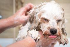 Dog Groomers in Srinagar-jk: Dog Baths, Haircuts, Nail Trimming	

Book dog groomer services at home in Srinagar-jk today with Mr N Mrs Pet. The best offers in pet grooming, bathing, trimming, nail trimming, pet spa, ear cleaning, and dog groomers in Srinagar-jk.

View Site: https://www.mrnmrspet.com/dog-grooming-in-srinagar-jk


