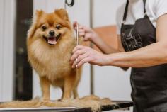 Dog Grooming Services in Mysore: Dog Baths, Haircuts	

Book dog grooming services at home in Mysore today with Mr N Mrs Pet. The best offers in Mysore are in pet grooming, bathing, trimming, nail trimming, pet spa, ear cleaning, and pet grooming.

View Site: https://www.mrnmrspet.com/dog-grooming-in-mysore
