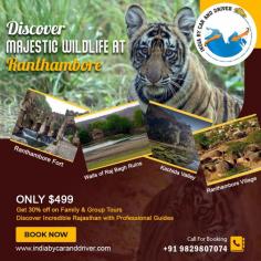Looking for the ultimate Rajasthan Trip with loved ones? Let the Best Tour Agency in India guide you through the top 7 attractions of the incredible Ranthambore!