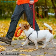 Are you looking for an expert dog walking service near you in Chennai? Mr. N Mrs. Pet has dog trainers with over 10 years of experience providing reliable and loving care to your beloved companion. For expert dog walking services visit our website and book your trainer.
Visit Site : https://www.mrnmrspet.com/dog-walking-in-chennai
