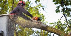 CGL has been working in the area for more than a decade to provide successful tree removal services Phoenix wide. Whether you are dealing with sunlight blockage, an unsightly, poorly located tree, or one leaving constant debris, we have the manpower and equipment needed to ensure that your unwanted tree is safely and promptly removed without any hazard. We at CGL Landscaping will diagnose the issue and inform you about the next steps if your plants are unhealthy for some reason. It could be best to prune the tree to minimize its weight, mark it for inspection, or remove it from your property. It is much safer to firmly cut down a tree than to wait for it to collapse.