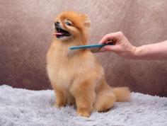 Dog Grooming Services in Agra: Dog Baths, Haircuts	

Book dog grooming services at home in agra today with Mr N Mrs Pet. The best offers in pet grooming, bathing, trimming, nail trimming, pet spa, ear cleaning and pet grooming in agra.

View Site: https://www.mrnmrspet.com/dog-grooming-in-agra

