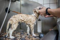 Dog Grooming Services in Ghaziabad: Dog Baths, Haircuts	

Book dog grooming services at home in ghaziabad today with Mr N Mrs Pet. The best offers in pet grooming, bathing, trimming, nail trimming, pet spa, ear cleaning and pet grooming in ghaziabad.

View Site: https://www.mrnmrspet.com/dog-grooming-in-ghaziabad


