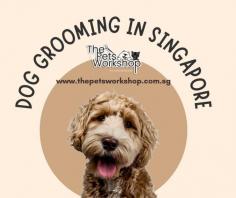 Dog grooming Singapore emerges not only as a practical necessity but a transformative experience that enhances the well-being of both dogs and their human companions. The benefits of dog grooming extend far beyond aesthetics, creating a harmonious environment and fostering positive vibrations within your home.

Benefits of Dog Grooming:

1. Health and Hygiene: Regular grooming helps maintain your dog’s health by preventing skin issues, infections, and promoting overall hygiene.

2. Shiny Coats, Happy Dogs: Brushing and bathing contribute to a shiny, healthy coat, reducing shedding and minimizing the risk of matting.

3. Preventing Ear and Dental Issues: Professional groomers often include ear cleaning and dental care, preventing common issues and ensuring your dog’s well-being.

4. Nail Care: Proper nail trimming prevents discomfort and potential injuries, keeping your dog agile and pain-free.

5. Early Detection of Health Issues: Groomers may notice subtle changes in your dog’s skin, coat, or overall health, enabling early detection and prompt veterinary attention.

6. Positive Behavior Reinforcement: Dogs often enjoy the attention and care during grooming, reinforcing positive behavior and strengthening the bond between dog and owner.

Creating Positive Vibes at Home:

Dogs, known for their boundless energy and unconditional love, contribute significantly to positive vibes at home. Their playful antics, loyalty, and affectionate nature elevate the overall atmosphere, reducing stress and promoting emotional well-being. Dogs are intuitive beings, often sensing and responding to the emotional states of their owners, adding an element of joy and companionship to the home.

Website : https://www.thepetsworkshop.com.sg/