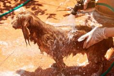 Dog Grooming Services in Visakhapatnam: Dog Baths, Haircuts	

Book dog grooming services at home in visakhapatnam today with Mr N Mrs Pet. The best offers in pet grooming, bathing, trimming, nail trimming, pet spa, ear cleaning and pet grooming in visakhapatnam.

View Site: https://www.mrnmrspet.com/dog-grooming-in-visakhapatnam

