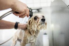 Dog Grooming Services in Lucknow: Dog Baths, Haircuts	

Book dog grooming services at home in lucknow today with Mr N Mrs Pet. The best offers in pet grooming, bathing, trimming, nail trimming, pet spa, ear cleaning and pet grooming in lucknow.

View Site: https://www.mrnmrspet.com/dog-grooming-in-lucknow

