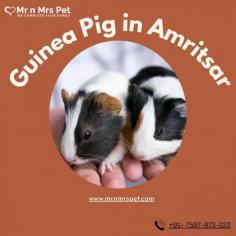 Buy Guinea Pigs for sale in Amritsar. Buy, Sell and Adopt Guinea Pigs Online like Abyssinian, American, Peruvian, Himalayan, Texel, Rex, Sheba, Silkie, and other Teddy Guinea Pigs Online in Amritsar at Affordable Prices. They are adorable and loving animals that are easy to maintain and handle.
Visit Site : https://www.mrnmrspet.com/small-pets/guinea-pigs-pair-for-sale/amritsar