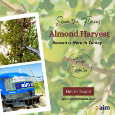 Explore prime Agriculture Farmlands in Turkey on aimfarmlands.com. Discover fertile lands, strategic locations, and sustainable farming opportunities. Aim Farmlands offers a user-friendly platform for investors and enthusiasts interested in engaging in agribusiness ventures within the thriving Turkish agricultural sector. https://aimfarmlands.com/
