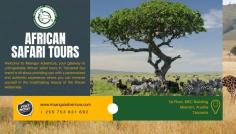 Experience the epitome of African Safari Tours with Msangai Adventure! Elevate your journey with personalized itineraries that promise the best of the continent's untamed beauty. Our expert guides lead you through iconic landscapes, ensuring unrivaled wildlife encounters and breathtaking vistas. Indulge in luxurious lodges and camps, seamlessly blending comfort with the thrill of the wild. https://msangaiadventure.com/