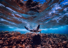 Embarking on a snorkeling adventure is a thrilling experience that allows you to immerse yourself in the mesmerizing underwater world. One of the most sought-after encounters during snorkeling tours is the opportunity to swim with majestic turtles on the Gold Coast. In this article, we delve into the enchanting possibility of sharing the turquoise waters with these fascinating creatures.

https://qr.ae/pKEaVe