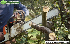 When a tree poses an immediate threat to your property or safety, our Acadian Tree and Stump Removal Service is available 24/7. Our rapid response team will assess the situation, devise a strategy, and swiftly remove the tree to prevent further damage. Your safety is our top priority. For more information about Pass Christian Tree Removal, contact us at (985) 285-9827.

Website: https://acadiantree.com/tree-removal-pass-christian/