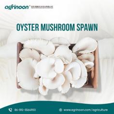Sourced from the finest genetics, it ensures high yield and robust growth. Ideal for both novices and experts, our spawn promises a bountiful harvest of delicious oyster mushrooms.

See more: https://www.agrinoon.com/agriculture/oyster-mushroom-spawn/