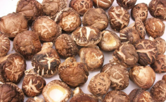 Our dried shiitake mushrooms, available at Agrinoon, are a culinary treasure known for their rich, earthy flavor and numerous health benefits.

See more: https://www.agrinoon.com/agriculture/dried-shiitake/