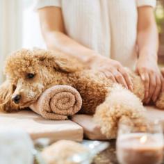 Are you looking for the Best Pet Spa in Pasir Ris? Then contact them at Pet Perfect Groomers a Pet Grooming salon located in Elias Mall right beside your friendly bakers, Prima Deli in the heart of Pasir Ris. Visit -https://maps.app.goo.gl/tDA9Cj3BSLAqFo8K8