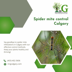 Professional spider mite control services in Calgary.

Safeguard your plants from damaging infestations with Mr G. Plant Health Care Services' Spider Mite Control Calgary. We provide tailored treatments that target spider mites effectively, enhancing plant health and vitality in Calgary.
