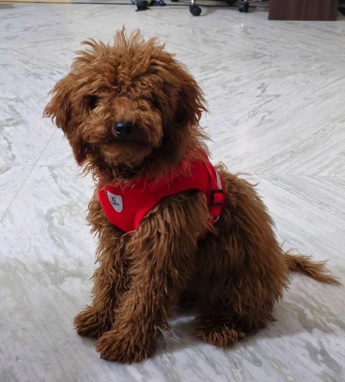 Poodle Puppies for Sale in Hyderabad
Looking for a healthy and beautiful Poodle puppy to keep at your home in Hyderabad? Mr n Mrs Pet has a wide range of purebred Poodle puppies for sale in Hyderabad at affordable prices. The price of our puppies ranges from Rs 50,000 to more than Rs 1,00000. The final price is determined based on the health and quality of the Poodle puppy. We select our puppies based on videos and reviews to ensure that you get the best. If you have any queries regarding the price of any other pet in Hyderabad, please call us at 7597972222 or visit our website mrnmrspet.com.
View SIte: https://www.mrnmrspet.com/dogs/poodle-puppies-for-sale/hyderabad