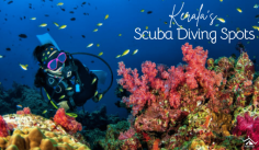 Explore the vibrant underwater world of Kerala with scuba diving at Varkala's pristine beaches, offering coral reefs and diverse marine life. Or venture to Kovalam, renowned for its clear waters and underwater rock formations, perfect for both beginners and experienced divers.