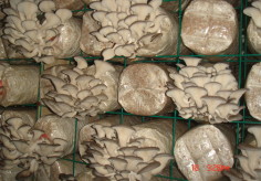 Agrinoon is one of the most reliable companies offering Oyster Mushroom Spawn to the customers worldwide and it is known for exporting the products to different countries. 

See more: https://www.agrinoon.com/agriculture/oyster-mushroom-spawn/
