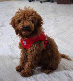Poodle Puppies for Sale in Hyderabad	

Looking for a healthy and beautiful Poodle puppy to keep at your home in Hyderabad? Mr n Mrs Pet has a wide range of purebred Poodle puppies for sale in Hyderabad at affordable prices. The price of our puppies ranges from Rs 50,000 to more than Rs 1,00000. The final price is determined based on the health and quality of the Poodle puppy. We select our puppies based on videos and reviews to ensure that you get the best. If you have any queries regarding the price of any other pet in Hyderabad, please call us at 7597972222 or visit our website mrnmrspet.com.

View SIte: https://www.mrnmrspet.com/dogs/poodle-puppies-for-sale/hyderabad

