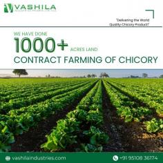 Unveiling the wonders of chicory farming 