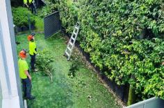 Regarding safe and reliable tree removal in St Ives, Branch Out Tree Specialists provide expert solutions tailored to residential and commercial properties. With over 15 years of arboriculture experience, our team handles everything from small tree removals to large-scale clearance jobs with precision and care. Whether a tree is diseased, damaged, obstructing your property, or posing a safety risk, we use the latest equipment and industry-standard techniques to remove it efficiently. Our certified arborists conduct a thorough site assessment before beginning any removal process, ensuring the safety of surrounding structures and vegetation. Beyond cutting down trees, we manage waste removal, stump grinding, and site clean-up for a neat, hazard-free finish. Our commitment to environmentally responsible practices means we recycle green waste into mulch or firewood whenever possible. Homeowners and businesses continue to trust Branch Out Tree Specialists & Maintenance for expert tree removal in St Ives.